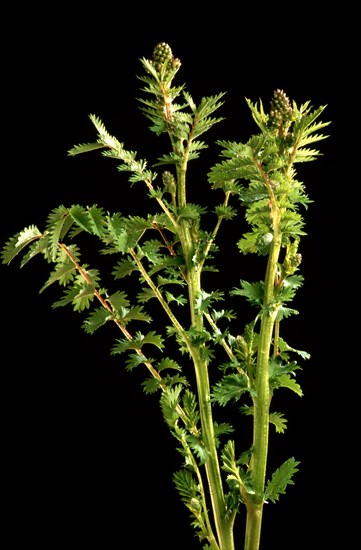 Poterium sanguisorba