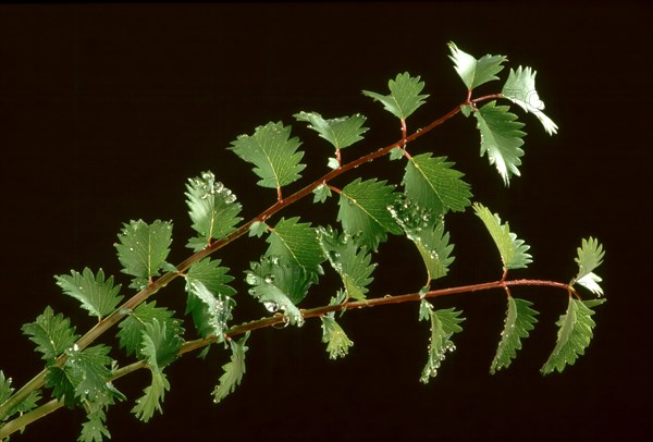 Poterium sanguisorba