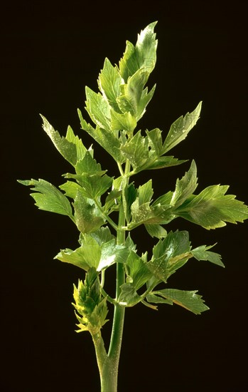 Lovage