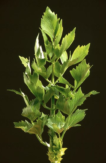 Lovage