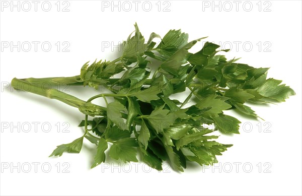 Lovage