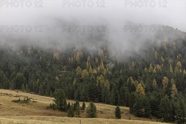 Fog and autumn colours