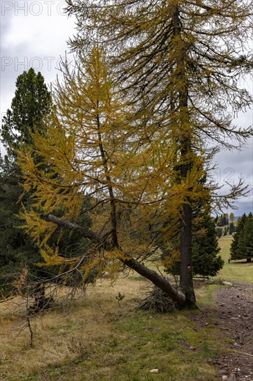 Larch growing from a bent trunk