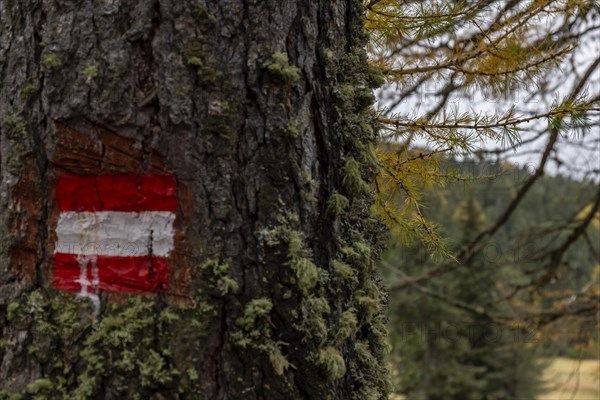 Trail marker on a larch tree