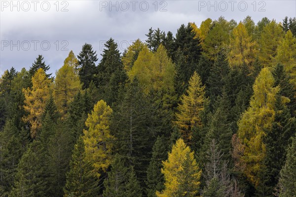 Fog and autumn colours