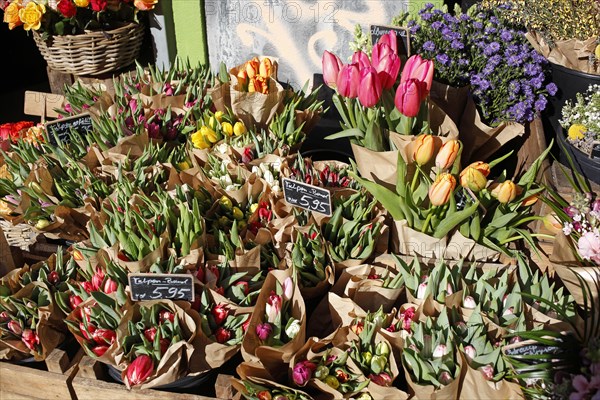 Colourful flowering tulips