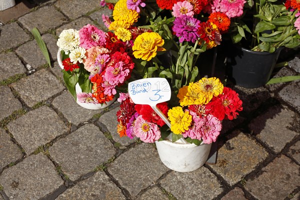 Colourful blooming zinnias with price tags in flower pots at a flower market