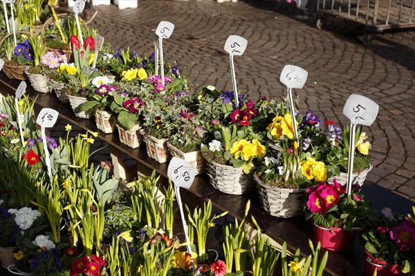 Colourful blooming flowers with price tags at a flower market