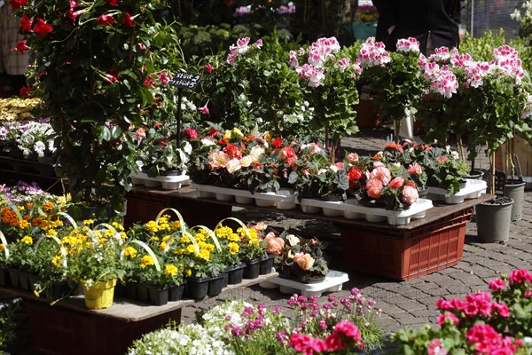 Colourful blooming flowers with price tags at a flower market