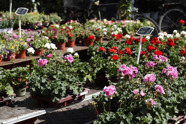 Colourful blooming flowers with price tags at a flower market