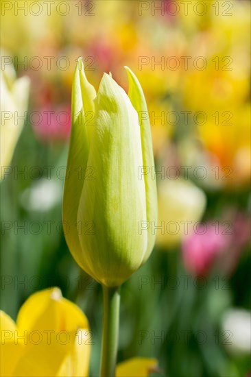 Outstanding colorful tulip flower bloom in the spring garden