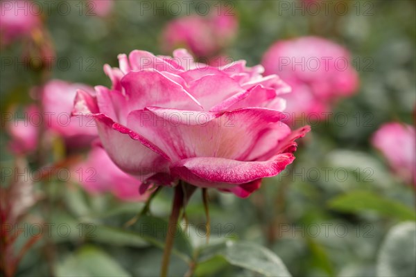 Beautiful colorful Rose Flower on garden background