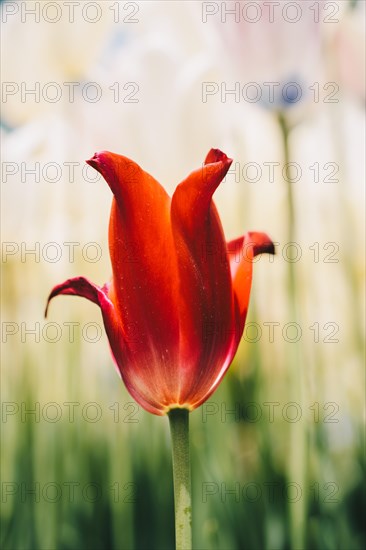 Beautiful tulips flower for postcard beauty concept design