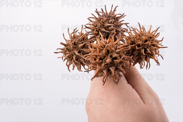 Hand holding brown pods