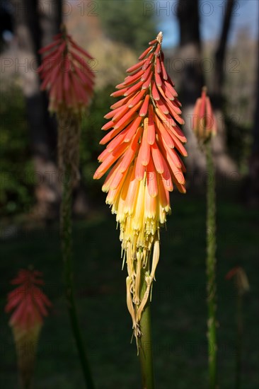 Beautiful fresh flowers as a nature background