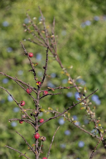 Wild fruit found in the tree in nature