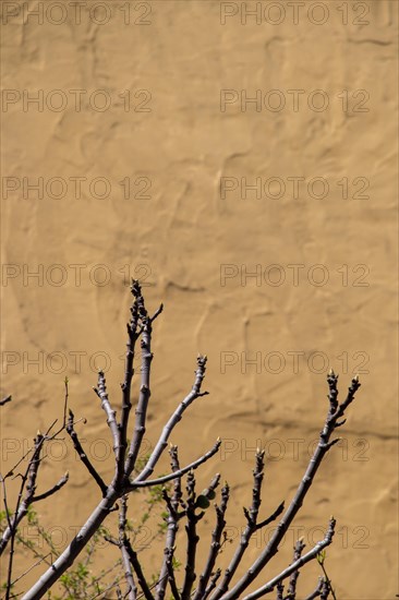 Wall with a part of a tree as a background