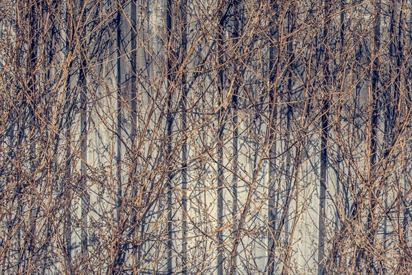 Dried trees on a gray background in autumn in view