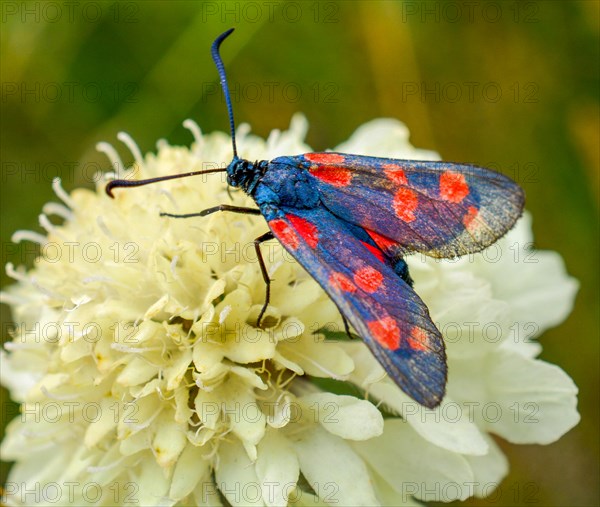 Beautiful butterfly land colorful on flower in nature