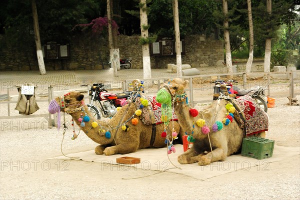 Sitting camels with colorful decorations in the streets