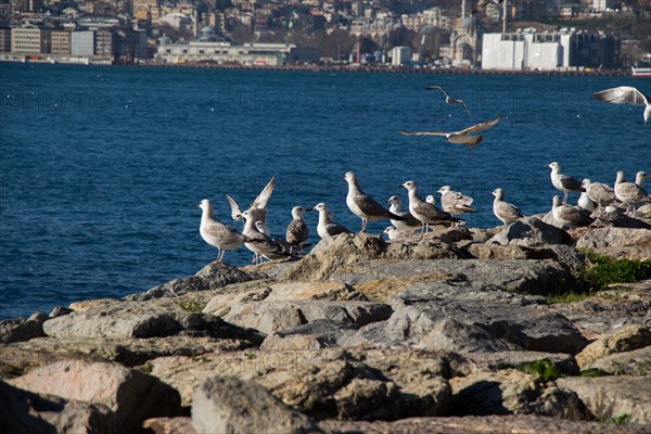 Seagulls are on the rock by the sea waters