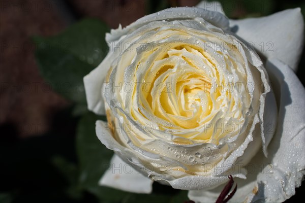 Beautiful fresh roses in close up view