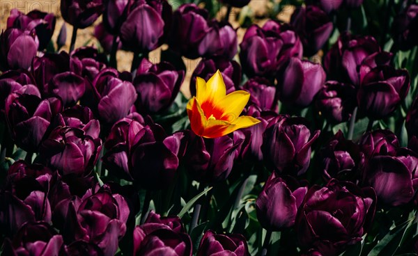 Beautiful tulips flower for postcard beauty concept design