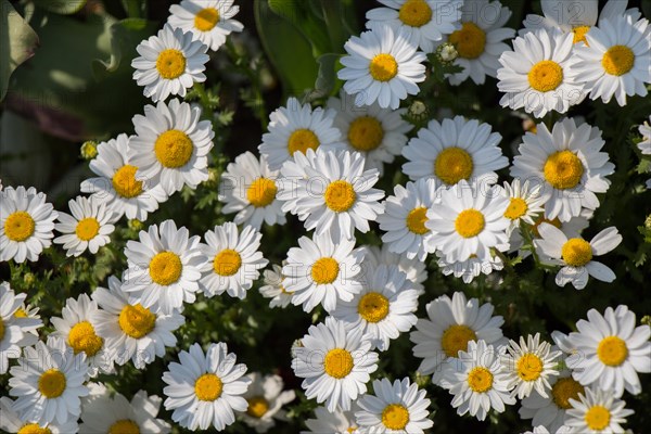 Beautiful daisy flowers as a background