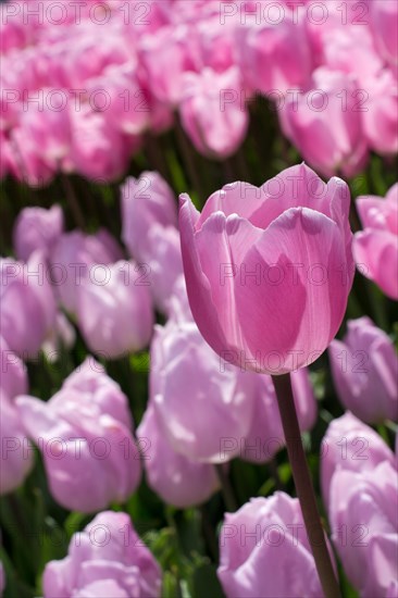 Pink color tulip flowers bloom in the garden