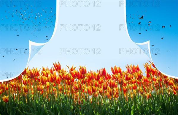 Fresh blooming colorful tulips behind a layer with birds
