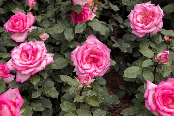Blooming beautiful colorful roses in the garden background