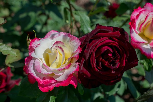 Blooming beautiful colorful roses in the garden background