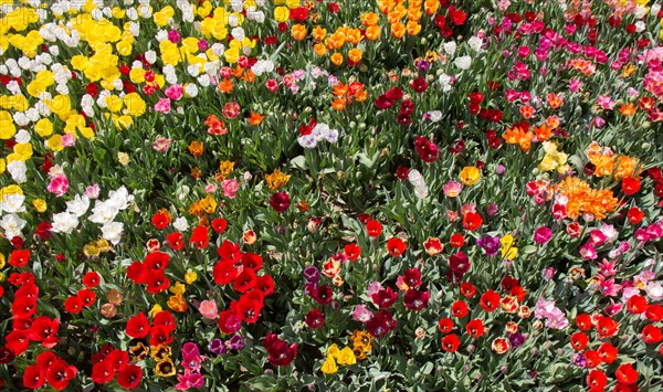 Blooming colorful tulip flowers in garden as floral background