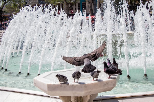 City pigeons by the side of water at a fountain