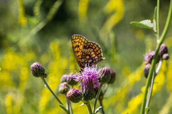 Butterfly feeding on a flower in nature