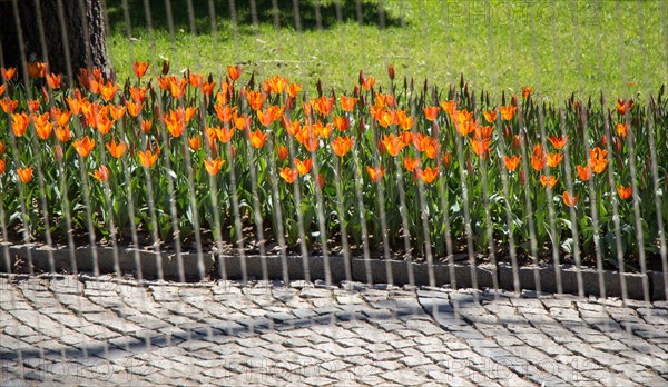 Orange color Tulips Bloom in Spring in garden