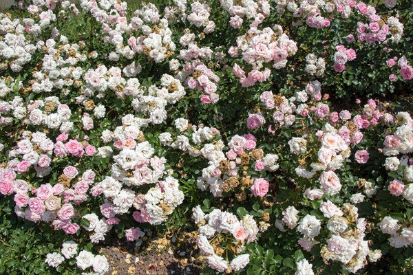 Blooming beautiful colorful roses as floral background