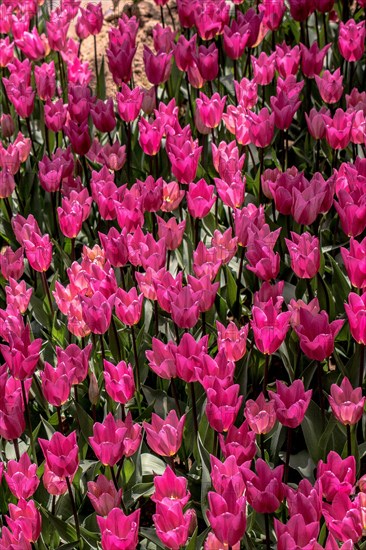 Blooming colorful tulip flowers in garden as floral background