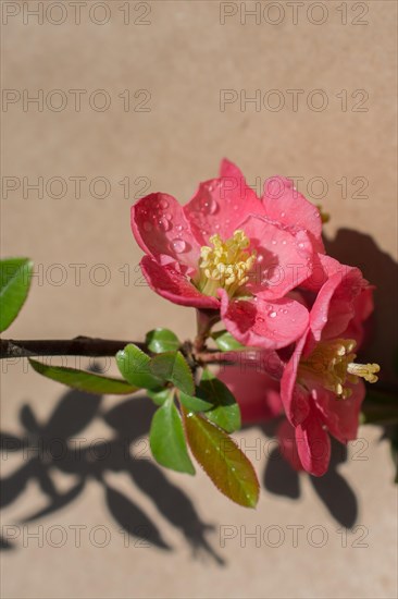 Tree bloom blossom beautiful flowers on a background