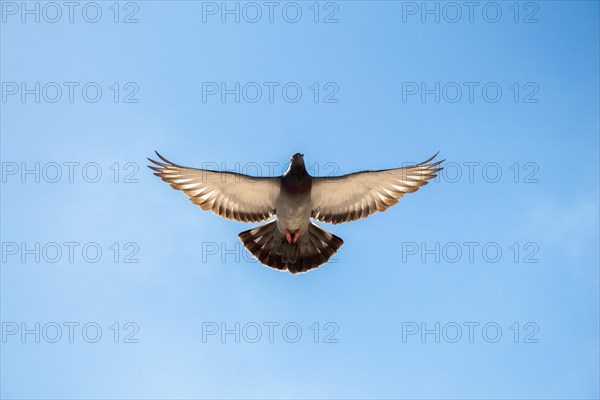 Single pigeon in the air with wings wide open