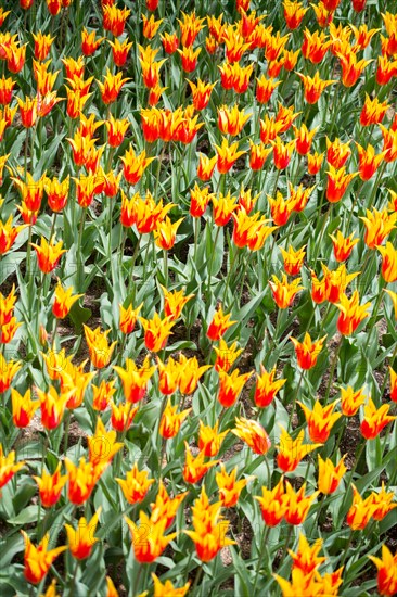 Blooming colorful tulip flowers in garden as floral background