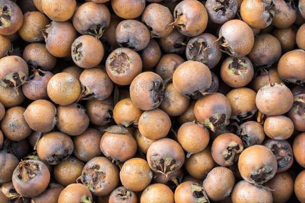 Freshly picked up ripe medlar fruit species