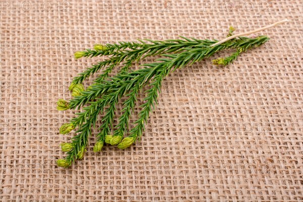 Green leaves placed on linen canvas