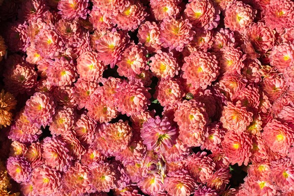 Beautiful fresh flowers as a background