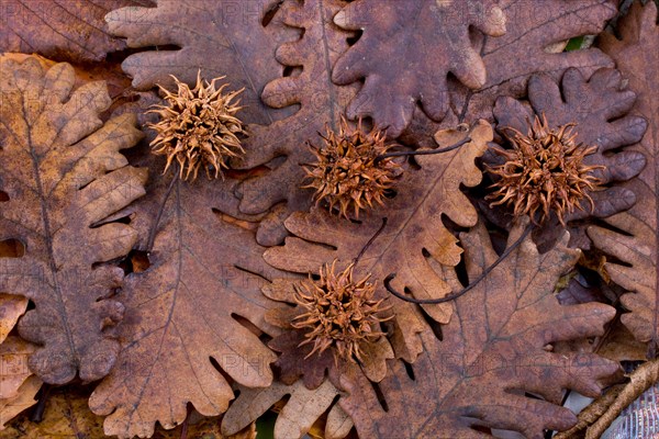 Brown color pods