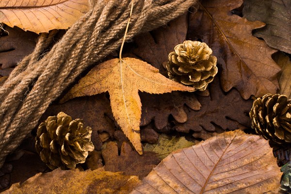 Pine cones placed on a background covered with dry leaves