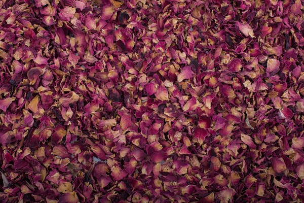 Background of dried rose petals as herbal tea