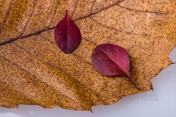 Beautiful dry leaves on as an autumn background