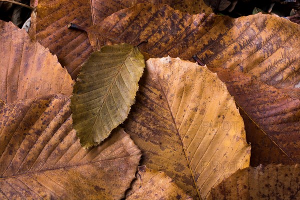 Dry leaf outstanding on other leaves as an autumn background