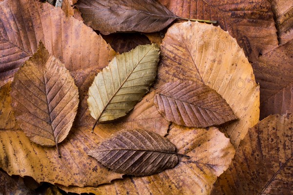 Dry leaves outstanding on other leaves as an autumn background